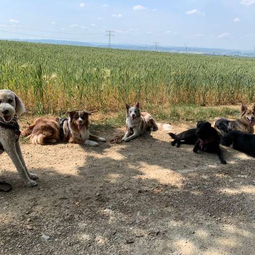 Hundeauslaufgebiet-Vierbeinerpfad-Bild
