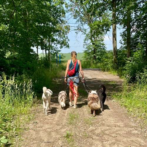 Hundeauslaufgebiet-Vierbeinerpfad-Bild