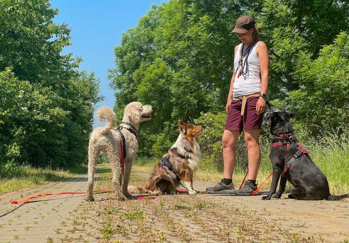 Hundeauslaufgebiet-Vierbeinerpfad-Bild