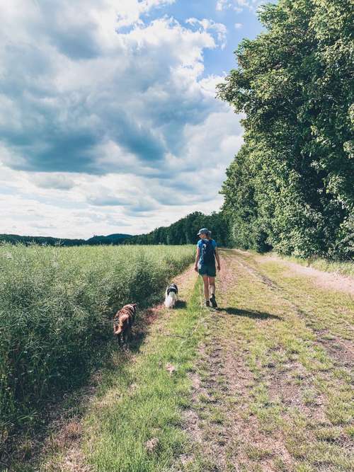 Hundeauslaufgebiet-Vierbeinerpfad-Bild