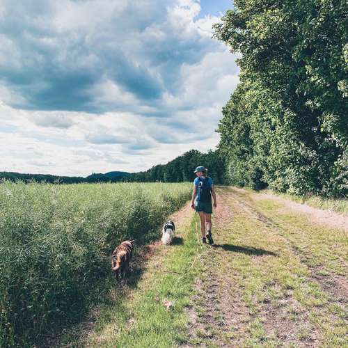 Hundeauslaufgebiet-Vierbeinerpfad-Bild