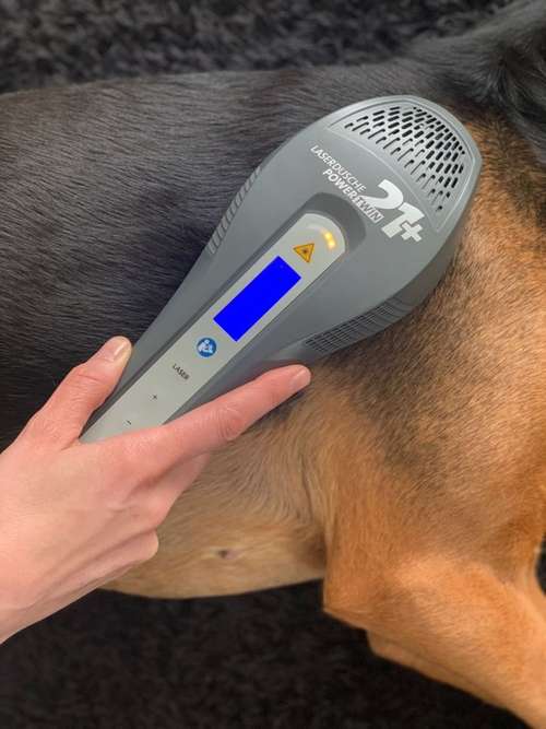 Hundeauslaufgebiet-Hundephysio Bewegungszeit-Bild