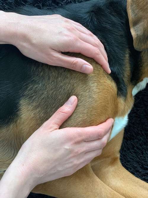 Hundeauslaufgebiet-Hundephysio Bewegungszeit-Bild