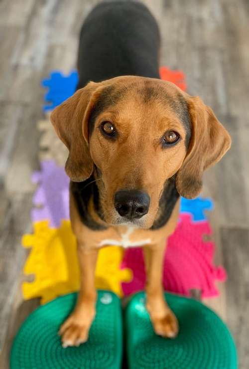 Hundeauslaufgebiet-Hundephysio Bewegungszeit-Bild