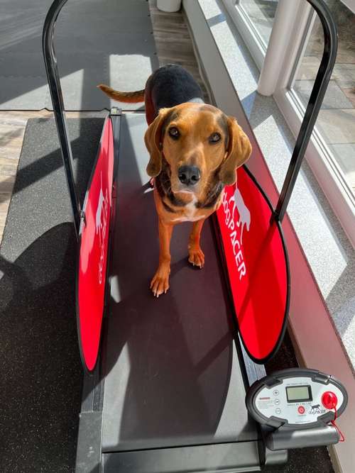 Hundeauslaufgebiet-Hundephysio Bewegungszeit-Bild