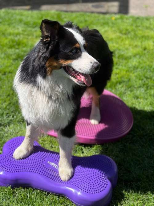 Hundeauslaufgebiet-Hundephysiotherapie - 4 legs in balance-Bild