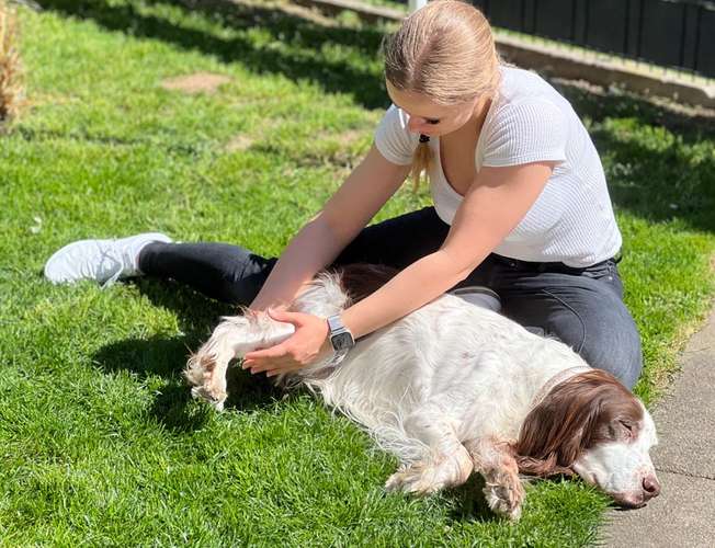 Hundeauslaufgebiet-Hundephysiotherapie - 4 legs in balance-Bild