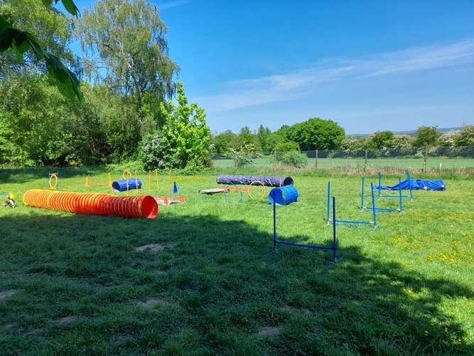 Hundeauslaufgebiet-Wunder-Hunde-Bild