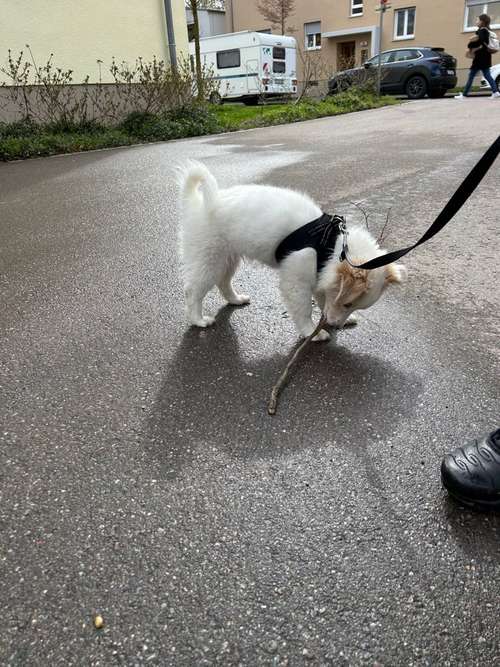 Hundeauslaufgebiet-Hund, na und-Bild