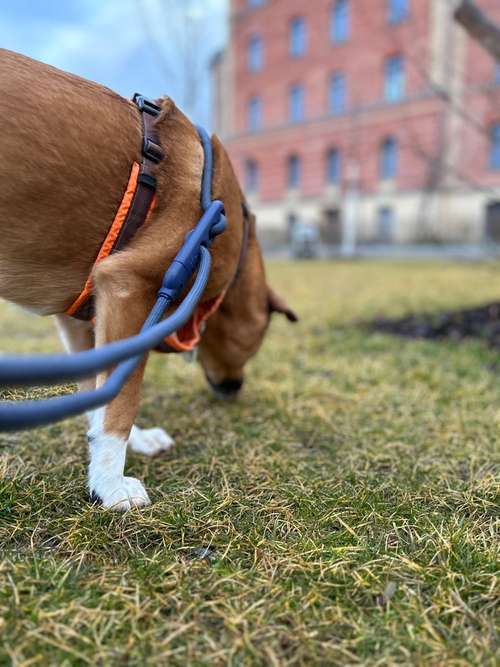 Hundeauslaufgebiet-Hund, na und-Bild