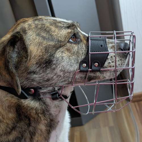Hundeauslaufgebiet-Hundherumgesund bei Rebecca Gernert-Bild