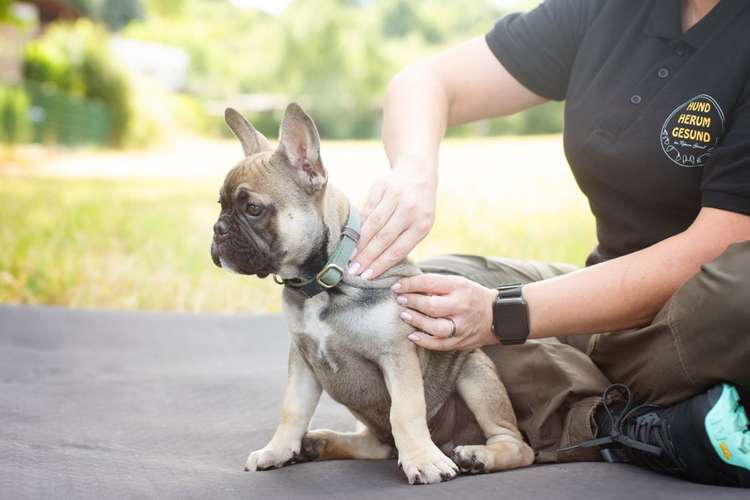 Hundeauslaufgebiet-Hundherumgesund bei Rebecca Gernert-Bild