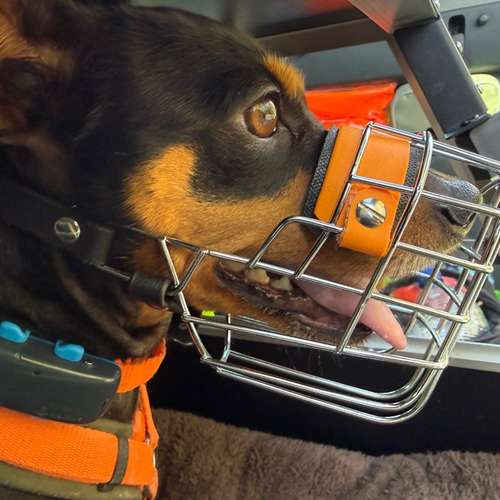 Hundeauslaufgebiet-Hundherumgesund bei Rebecca Gernert-Bild