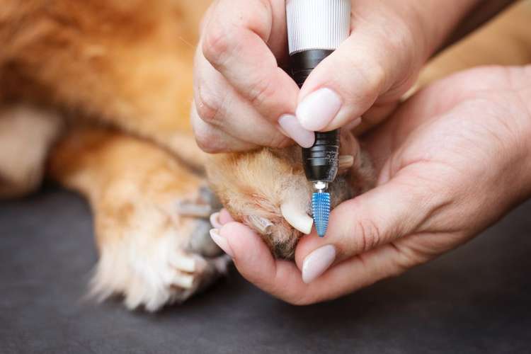 Hundeauslaufgebiet-Hundherumgesund bei Rebecca Gernert-Bild