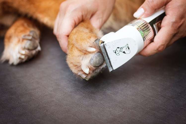 Hundeauslaufgebiet-Hundherumgesund bei Rebecca Gernert-Bild