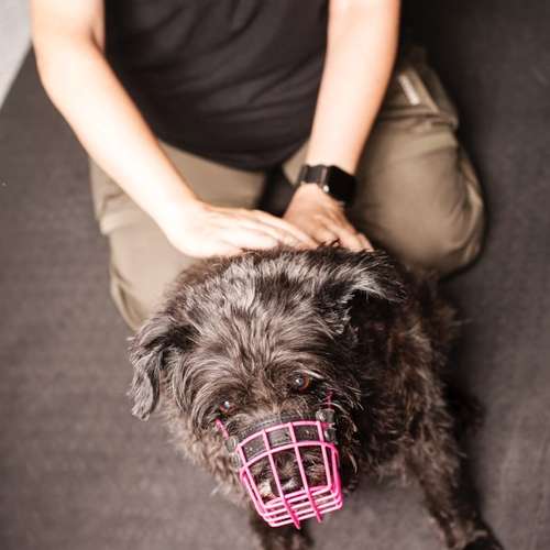 Hundeauslaufgebiet-Hundherumgesund bei Rebecca Gernert-Bild