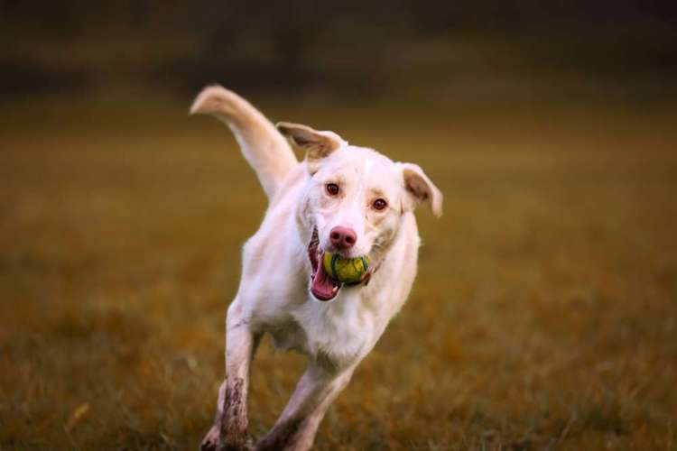 Hundeauslaufgebiet-Aniphoto Julian-Bild