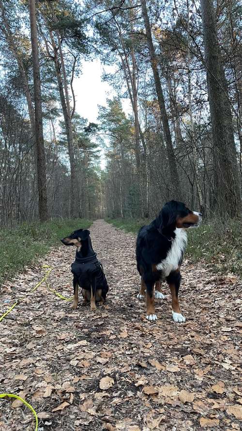 Hundeauslaufgebiet-aika Hundetraining-Bild