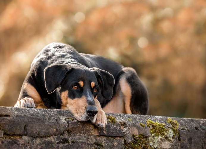 Hundeauslaufgebiet-Augenblick Fotografie Desirée Liesau-Bild