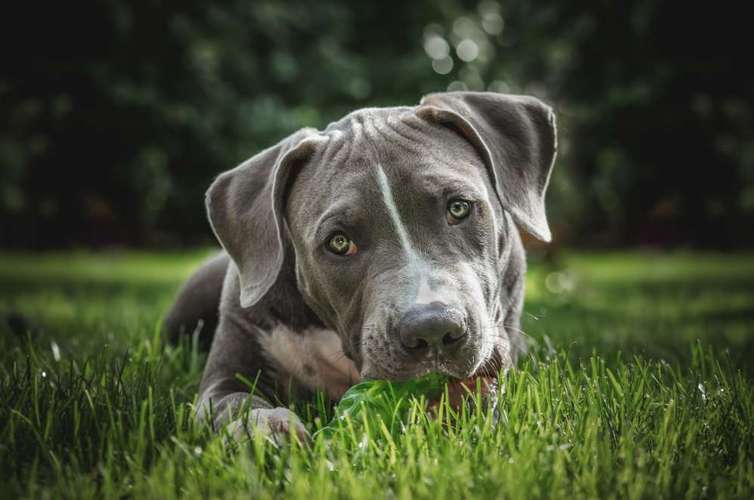 Hundeauslaufgebiet-Augenblick Fotografie Desirée Liesau-Bild