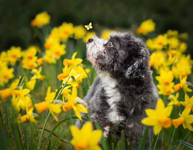 Hundeauslaufgebiet-Augenblick Fotografie Desirée Liesau-Bild