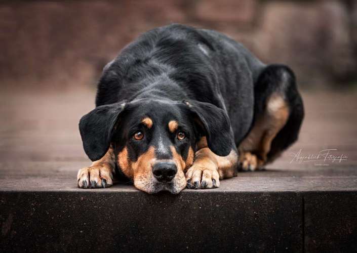 Hundeauslaufgebiet-Augenblick Fotografie Desirée Liesau-Bild
