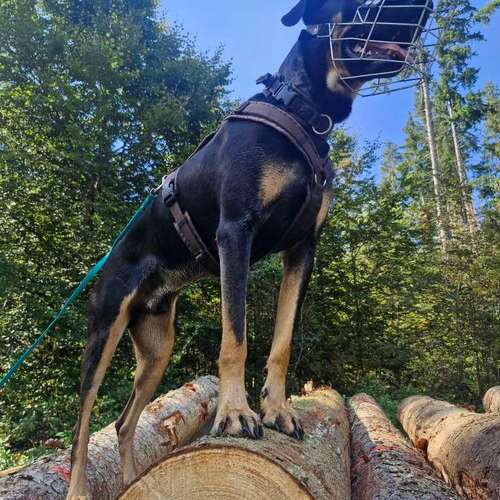 Hundeauslaufgebiet-Silke´s Dog Service-Bild