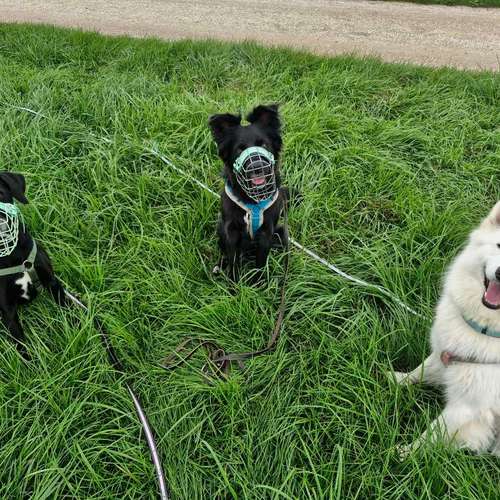 Hundeauslaufgebiet-Silke´s Dog Service-Bild