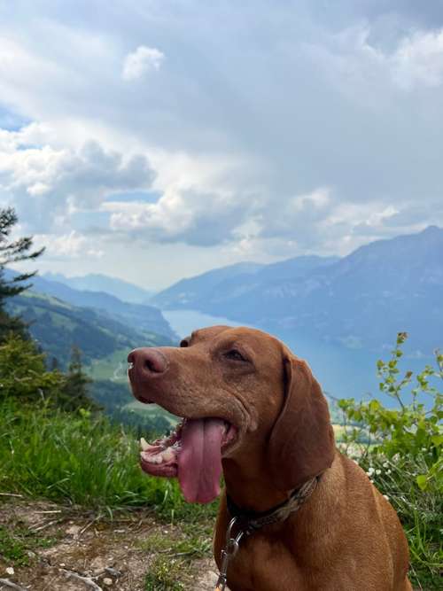 Hundeauslaufgebiet-Raum zum Leben - Mensch und Hund im Gleichgewicht-Bild