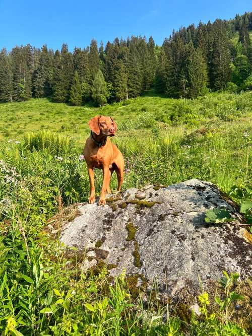 Hundeauslaufgebiet-Raum zum Leben - Mensch und Hund im Gleichgewicht-Bild