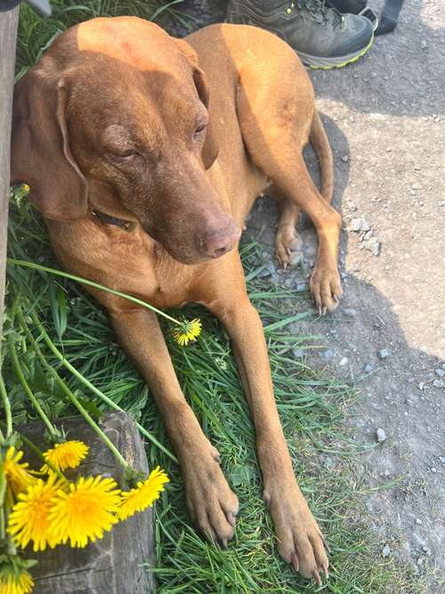 Hundeauslaufgebiet-Raum zum Leben - Mensch und Hund im Gleichgewicht-Bild