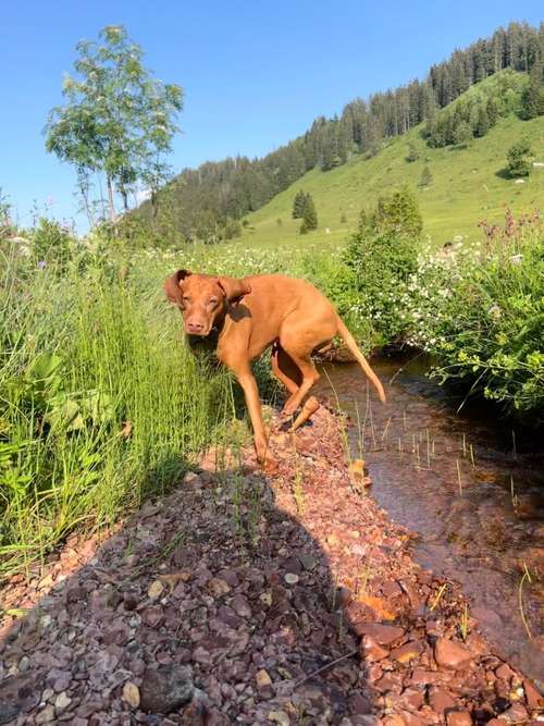 Hundeauslaufgebiet-Raum zum Leben - Mensch und Hund im Gleichgewicht-Bild