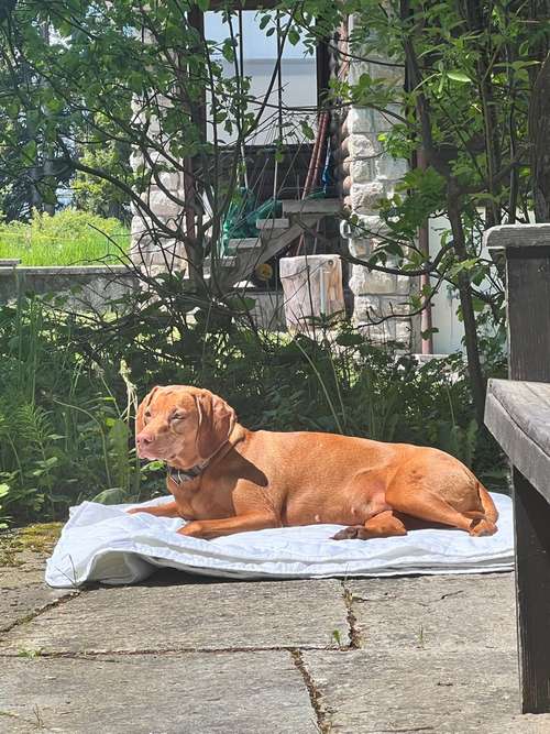 Hundeauslaufgebiet-Raum zum Leben - Mensch und Hund im Gleichgewicht-Bild