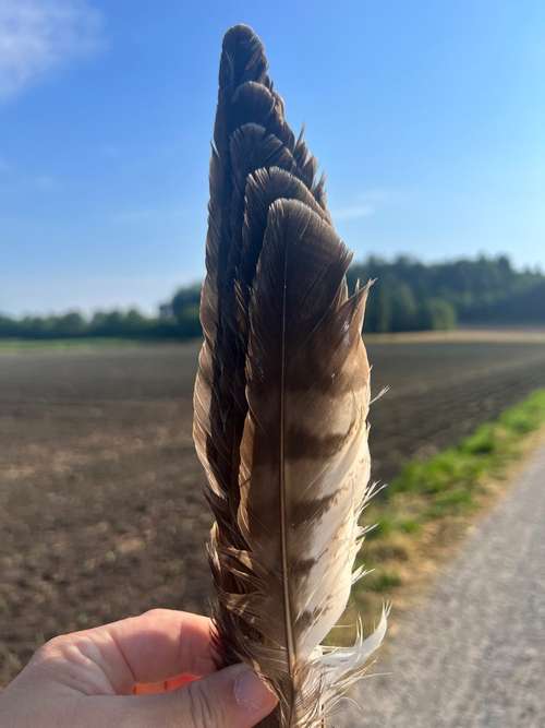 Hundeauslaufgebiet-Raum zum Leben - Mensch und Hund im Gleichgewicht-Bild