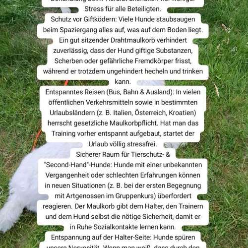 Hundeauslaufgebiet-Korbwerk Nordost-Bild