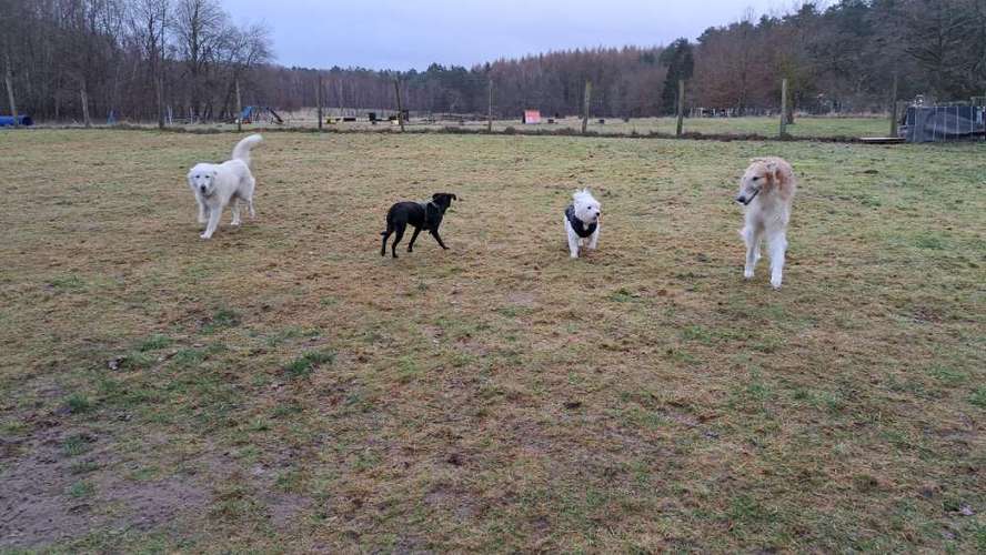 Hundeauslaufgebiet-Tierferienhof Eichenhag / Hundeschule-Bild