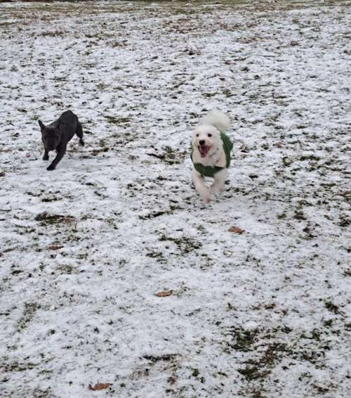 Hundeauslaufgebiet-Tierferienhof Eichenhag / Hundeschule-Bild