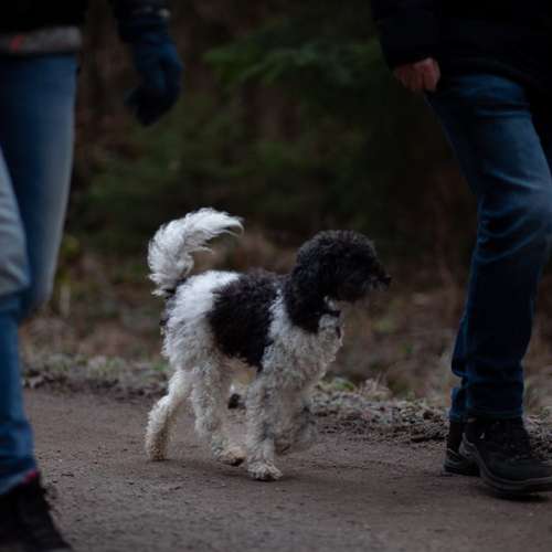 Hundeauslaufgebiet-STYRA® COACHING Simone Fabian-Bild