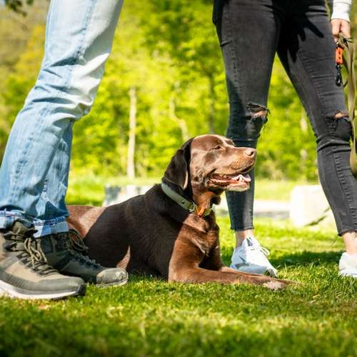 Hundeauslaufgebiet-STYRA® COACHING Simone Fabian-Bild