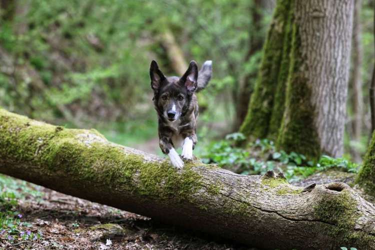 Hundeauslaufgebiet-Heike Schulte Fotografie-Bild