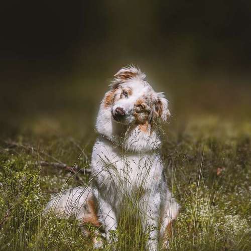 Hundeauslaufgebiet-Heike Schulte Fotografie-Bild