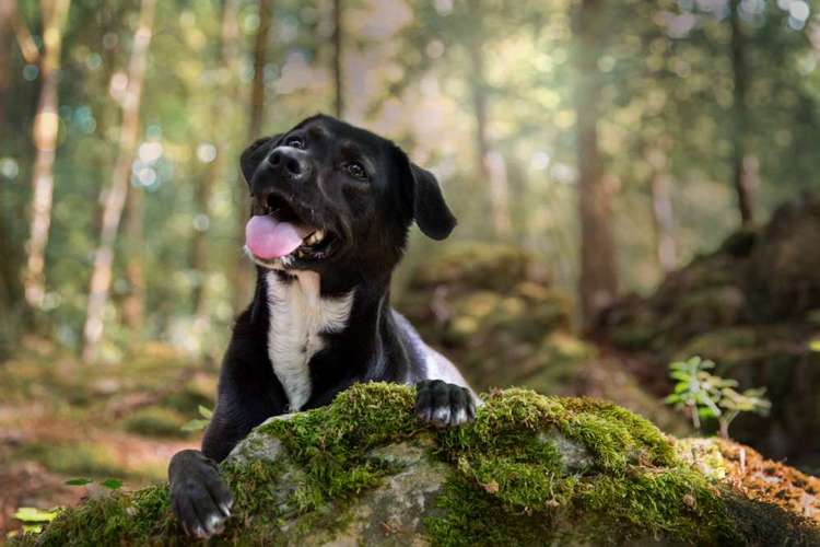 Hundeauslaufgebiet-Heike Schulte Fotografie-Bild