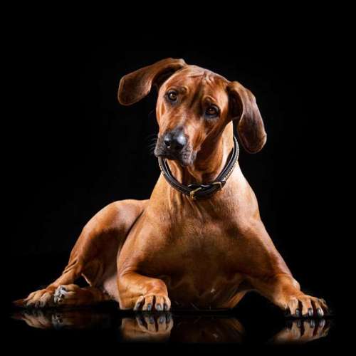 Hundeauslaufgebiet-Heike Schulte Fotografie-Bild