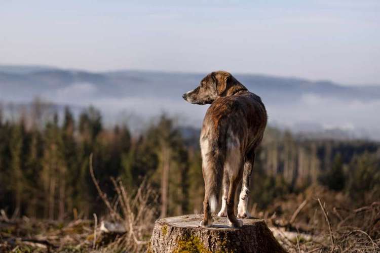 Hundeauslaufgebiet-Heike Schulte Fotografie-Bild