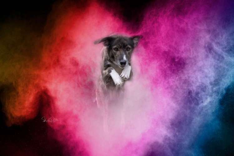 Hundeauslaufgebiet-Heike Schulte Fotografie-Bild