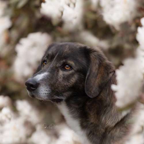 Hundeauslaufgebiet-Heike Schulte Fotografie-Bild