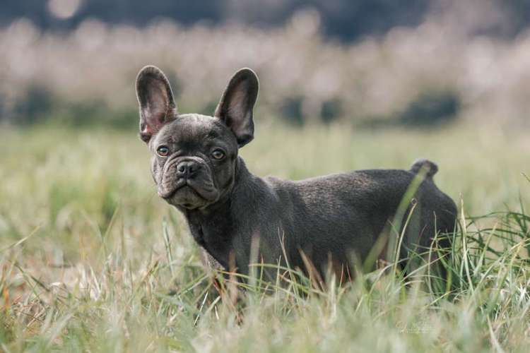 Hundeauslaufgebiet-Heike Schulte Fotografie-Bild