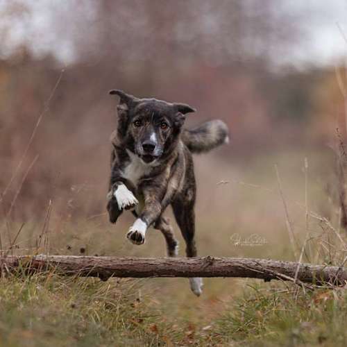 Hundeauslaufgebiet-Heike Schulte Fotografie-Bild