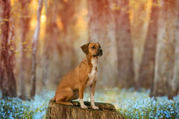 Hundeauslaufgebiet-Heike Schulte Fotografie-Bild