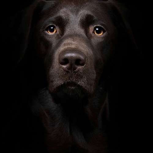 Hundeauslaufgebiet-Heike Schulte Fotografie-Bild